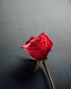 Dry red rose on black background Royalty Free Stock Photo