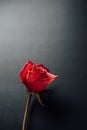 Dry red rose on black background Royalty Free Stock Photo