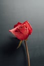 Dry red rose on black background Royalty Free Stock Photo