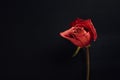 Dry red rose on black background Royalty Free Stock Photo