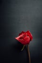 Dry red rose on black background Royalty Free Stock Photo