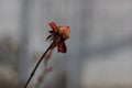 dry red rose bud flower Royalty Free Stock Photo