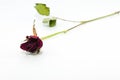 Dry red rose close up shot isolated Royalty Free Stock Photo