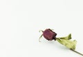 Dry red rose isolated on white background Royalty Free Stock Photo