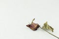 Dry red rose isolated on white background Royalty Free Stock Photo