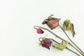 Dry red rose isolated on white background Royalty Free Stock Photo