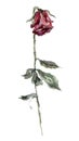 Dry red rose with leaves watercolor illustration. Hand drawn dehydrated dried flower on the stem. Isolated on white background. Royalty Free Stock Photo