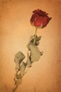Dry red rose on old brown grunge paper Royalty Free Stock Photo