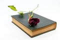 Dry red rose on old Holy Bible Royalty Free Stock Photo