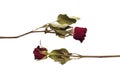 Dry red rose, petal and leaves on white background Royalty Free Stock Photo