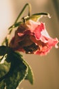 Dry red rose in warm sunlight. Dead flowers, faded. Rose bouquet, close up. Dying love concept. Love memory. Sad love. Royalty Free Stock Photo