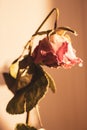 Dry red rose in warm sunlight. Dead flowers, faded. Rose bouquet, close up. Dying love concept. Love memory. Sad love. Royalty Free Stock Photo