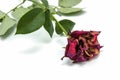Dry red rose on white background.Focus on roses. Royalty Free Stock Photo