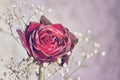 Dry red rose Royalty Free Stock Photo