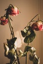 Dry red roses. Dead flowers, faded. Rose bouquet, close up. Dying love concept. Love memory. Sad love. Royalty Free Stock Photo