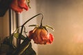 Dry red roses. Dead flowers, faded. Rose bouquet, close up. Dying love concept. Love memory. Sad love. Royalty Free Stock Photo