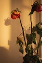 Dry red roses. Dead flowers, faded. Rose bouquet, close up. Dying love concept. Love memory. Sad love.