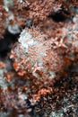 Dry red-white moss  macro Royalty Free Stock Photo