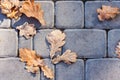 Dry red yellow leaves on the sidewalk, paving stones, concrete tiles in autumn fall on a sunny day