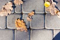 Dry red yellow leaves on the sidewalk, paving stones, concrete tiles in autumn fall on a sunny day