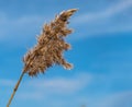 Dry reed against a blue sky. Natural background, beautiful pattern, minimalism. Royalty Free Stock Photo