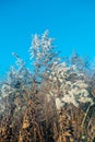 Dry reed against clear light blue sky on sunny day outdoors. Abstract natural background in neutral colors. Minimal Royalty Free Stock Photo