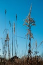 Dry reed against clear light blue sky on sunny day outdoors. Abstract natural background in neutral colors. Minimal Royalty Free Stock Photo
