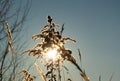 Dry reed against clear light blue sky on sunny day outdoors. Abstract natural background in neutral colors. Minimal Royalty Free Stock Photo