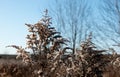 Dry reed against clear light blue sky on sunny day outdoors. Abstract natural background in neutral colors. Minimal Royalty Free Stock Photo