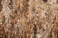 Dry reed against clear light blue sky on sunny day outdoors. Abstract natural background in neutral colors. Minimal Royalty Free Stock Photo