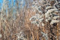 Dry reed against clear light blue sky on sunny day outdoors. Abstract natural background in neutral colors. Minimal Royalty Free Stock Photo