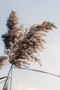 Dry reed against light blue sky on sunny day outdoor. Natural background in neutral colors. Trendy pampas grass panicles Royalty Free Stock Photo