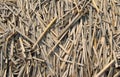 Dry reed background