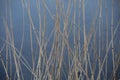 The dry reed on a background of water Royalty Free Stock Photo