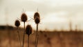 Dry reed bending over the water. Retro style Royalty Free Stock Photo