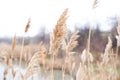 Dry reed bending over the water. Retro style Royalty Free Stock Photo