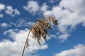 A dry reed branch against a background of blue sky and white clouds.Pampas grass with light blue sky and clouds Royalty Free Stock Photo