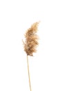 Dry reed flower isolated on white background. Abstract fluffy dry grass flower, autumn herbs Royalty Free Stock Photo