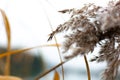 Dry reed flowers by the river Royalty Free Stock Photo