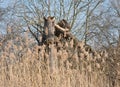 Dry reed in front of dead and broken willow tree