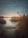 Dry reed in the frozen lake over sunset sky background. Winter landscape near pond, silent evening scene Royalty Free Stock Photo