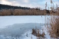 Dry reed grass on snowy frozen river evening shore