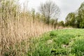 Dry reed and green grass. Reeds of grass. Green meadow with blooming high grass. Grass background. Rural scenery Royalty Free Stock Photo