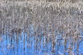 Dry reed reed grows in the water on the lake