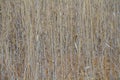 Dry reed image for background use with copy space Royalty Free Stock Photo