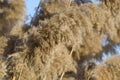 Dry reed inflorescences. Floristic background