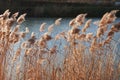 Dry reed on the lake