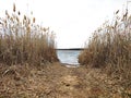 Dry reed at lake or pond nature background Royalty Free Stock Photo