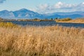 Dry reed, lake Vistonida, Porto Lagos, Greece Royalty Free Stock Photo