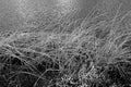 Dry reed and lake water. Black and white